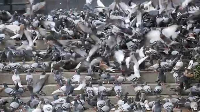 城市街道台阶上的巨大鸽子群以慢动作吃食物