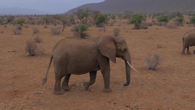 带着婴儿的大象家庭带着红棕色的沙子在沙漠上