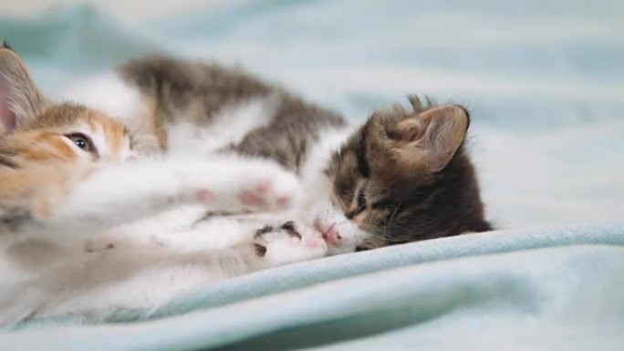 白色的两只小猫玩耍睡觉互相咬。两只有趣的咬人打架顽皮的小猫咪互相玩弄生活方式。两只小猫a是睡觉的宠物