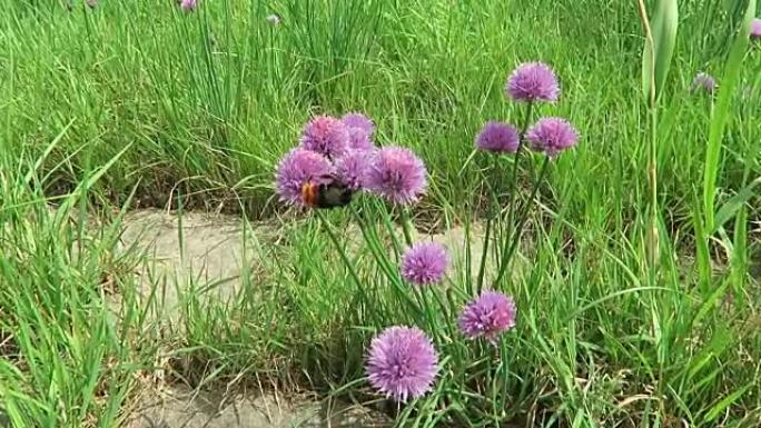 易北河上的细香葱草地开花。大黄蜂飞来飞去。(德国)