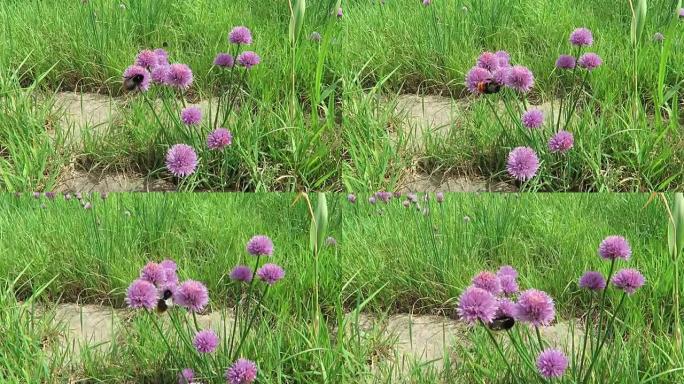 易北河上的细香葱草地开花。大黄蜂飞来飞去。(德国)