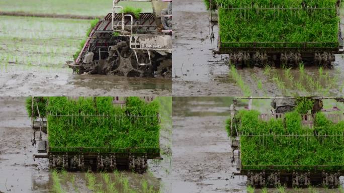 春天，农民驾驶插秧机在水稻田里插秧春耕