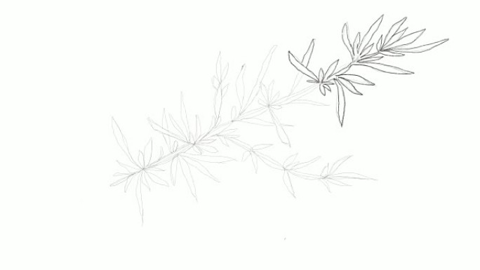 Hijiki海藻视频剪辑手绘草图