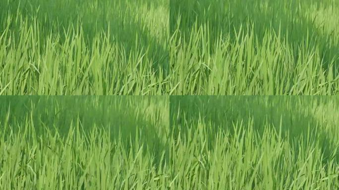 田间水稻的尖端