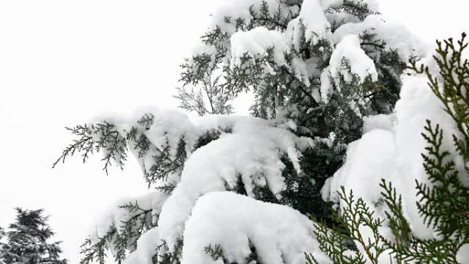 降雪树4k