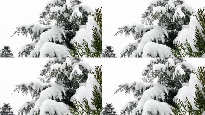 降雪树4k