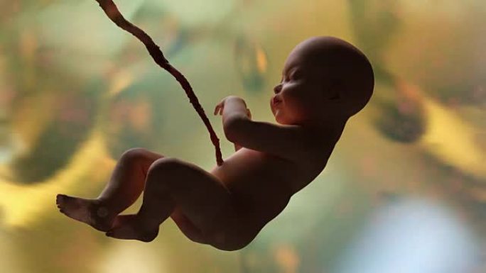 母亲子宫中的人类婴儿3D渲染