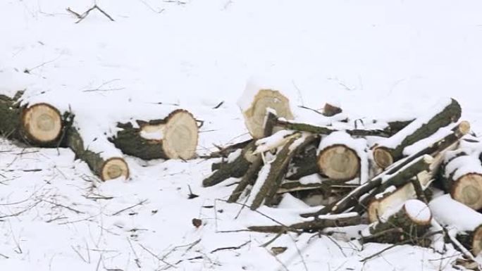 一棵干燥落叶树上的断枝躺在森林白雪覆盖的地面上