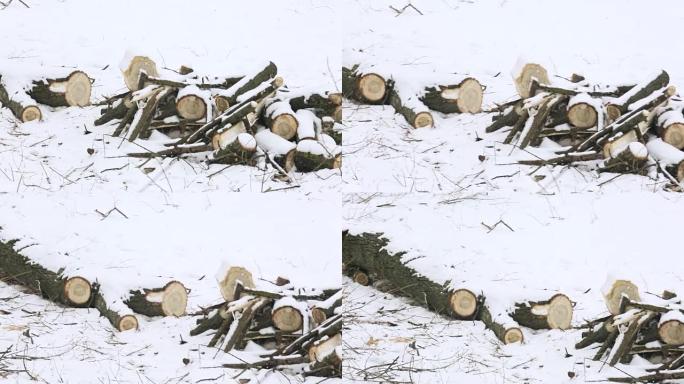 一棵干燥落叶树上的断枝躺在森林白雪覆盖的地面上