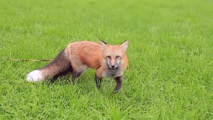 红发狐狸在散步，在户外从女主人那里吃美味佳肴