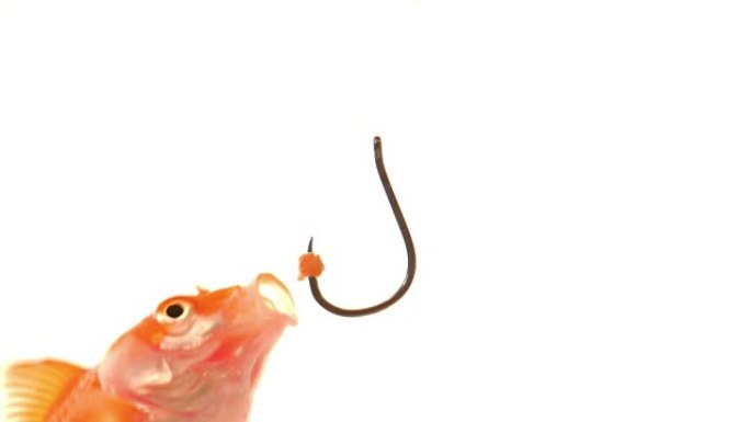 金鱼吃鱼钩的食物。