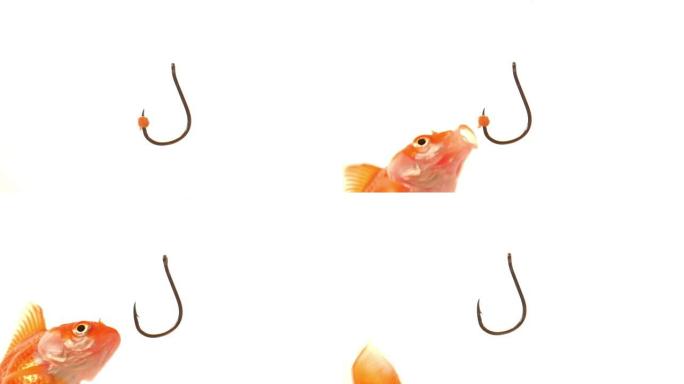 金鱼吃鱼钩的食物。