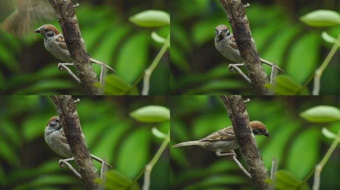 菲律宾玛雅人或欧亚树麻雀或通过人montanus perch on twig