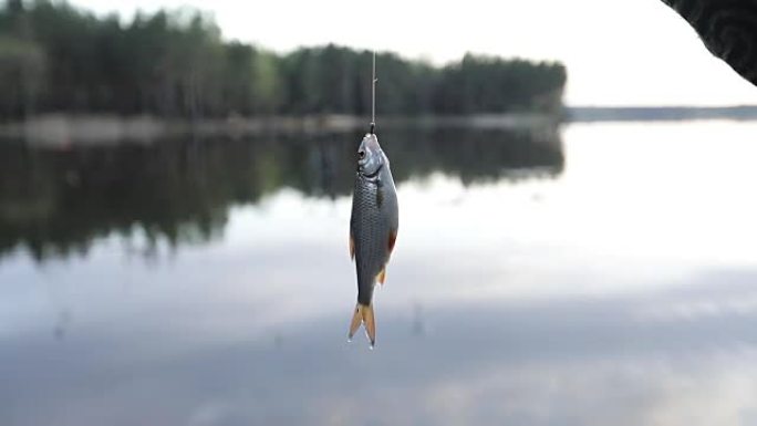 挂在钓鱼钩上的淡水鱼。