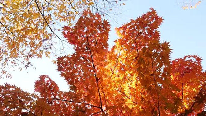 秋天枫树的低角度视图