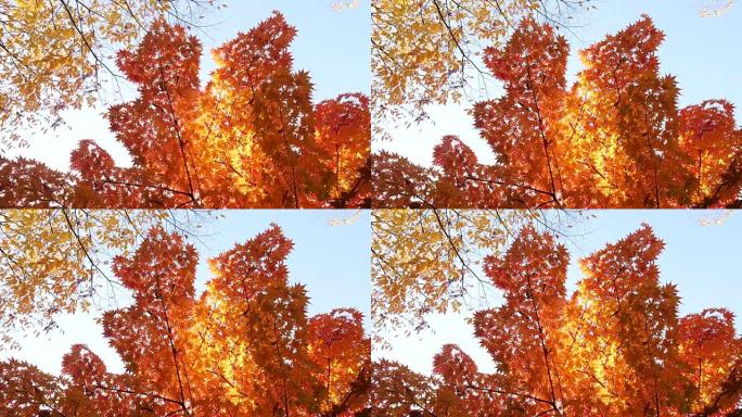 秋天枫树的低角度视图