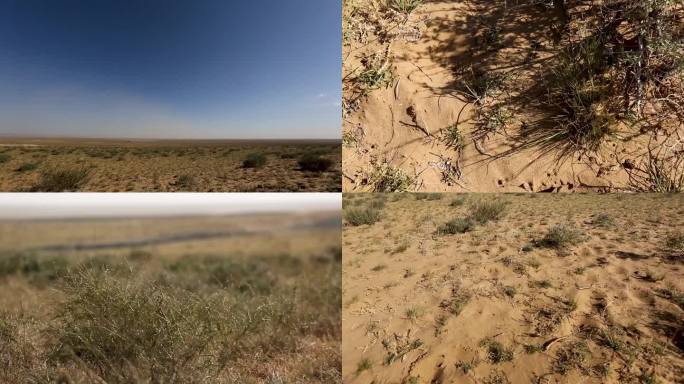 沙漠 沙漠化防治 生态系统