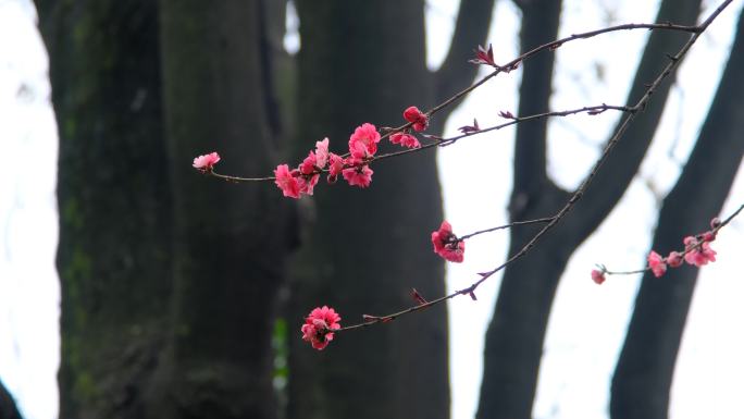 春天在微风中盛开的碧桃花