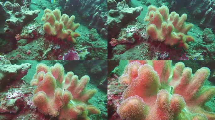 海洋中的水下硬珊瑚。学校鱼。令人惊叹的，美丽的海底世界巴厘岛印度尼西亚及其居民，生物和潜水的生活，与