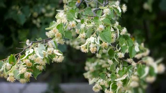 绿枝上的菩提树花。夏季开花季节。芳香疗法和青柠茶。慢动作