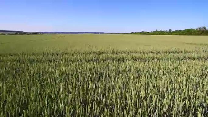 晴天在麦田上的航拍镜头。年轻的小麦在风中摇曳。