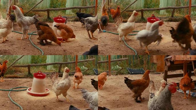 有机可持续农场的各种鸡