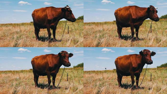 红牛在草地上放牧，吃绿色多汁的草