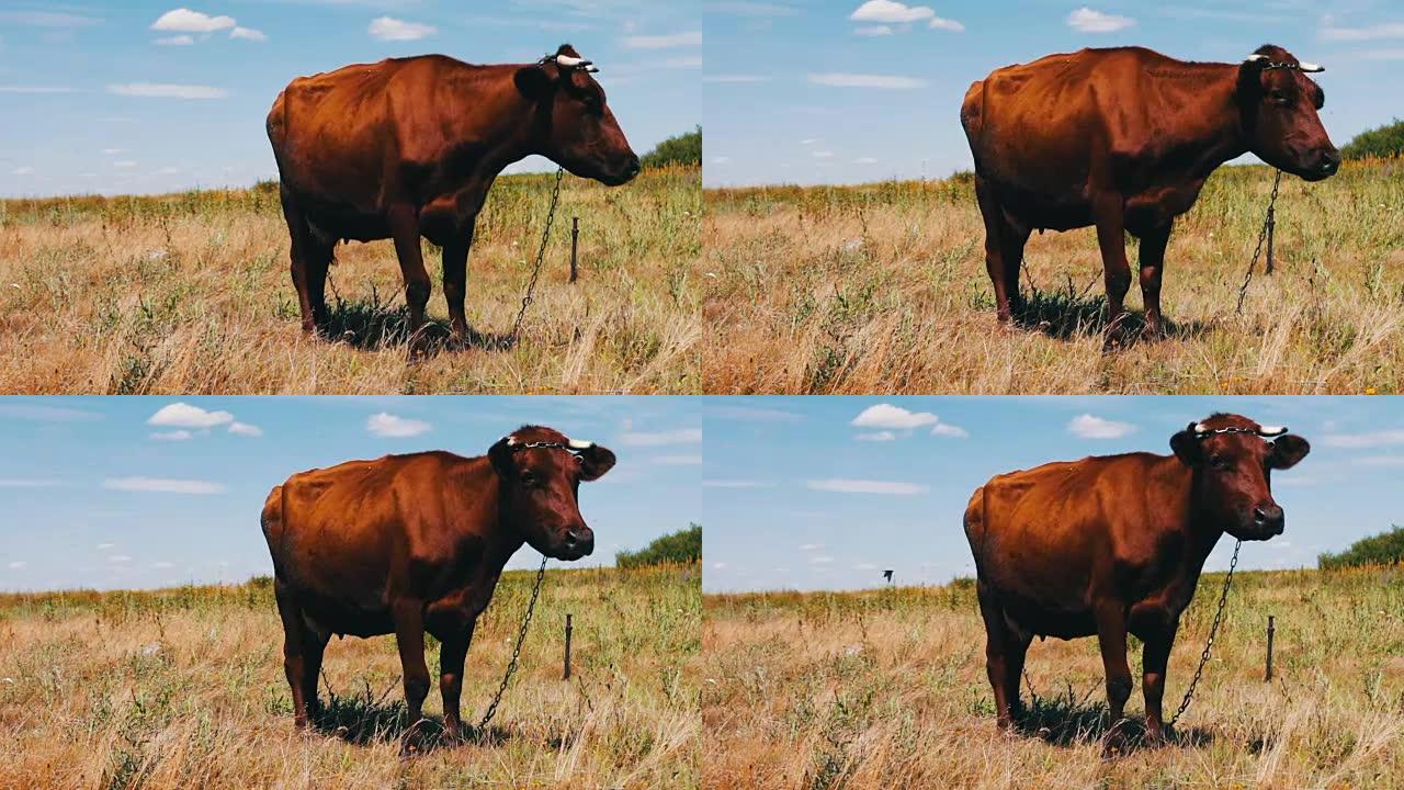 红牛在草地上放牧，吃绿色多汁的草