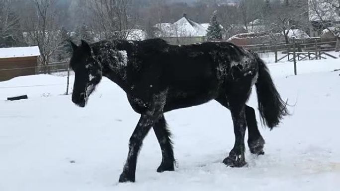 弗里斯兰马躺在冬天的雪地里。黑马在雪地上疾驰