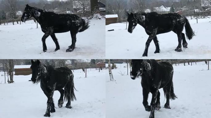 弗里斯兰马躺在冬天的雪地里。黑马在雪地上疾驰