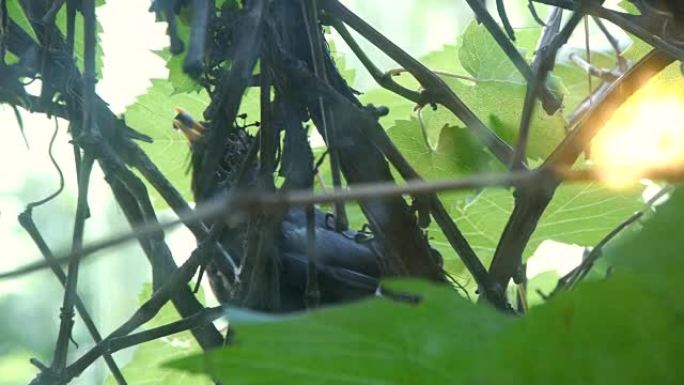 一只鸟坐在藤上，喙中拿着浆果，是小鸡的食物