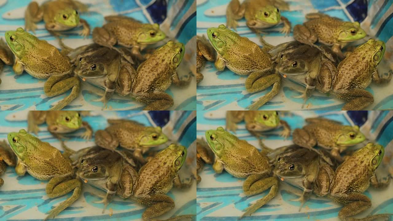 池塘农场的青蛙。120fps慢动作中的池塘农场青蛙
