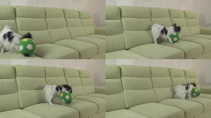 幼犬繁殖Papillon大陆玩具西班牙猎犬狗抓住大球并播放素材视频