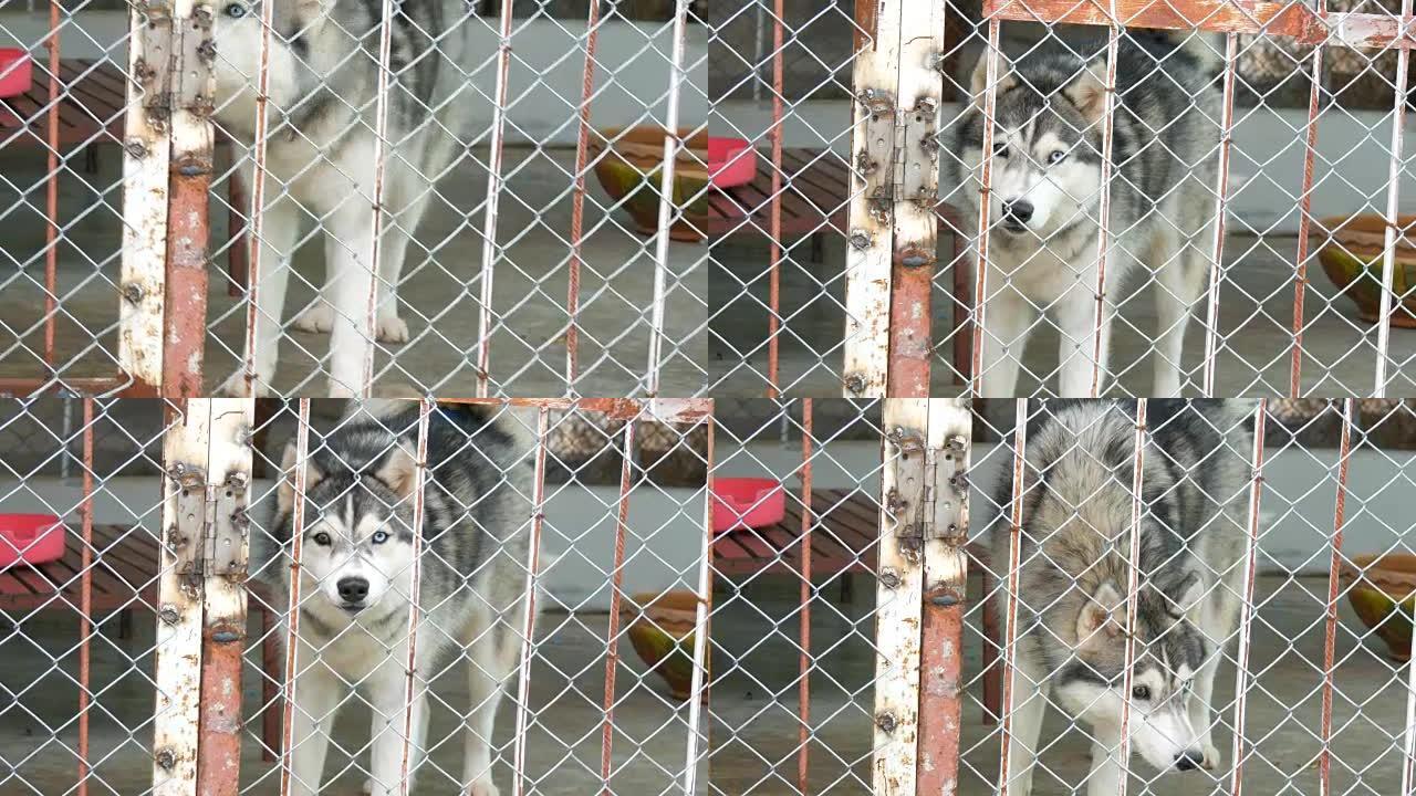 带有不同颜色眼睛的阿拉斯加雪橇犬在笼子里奔跑