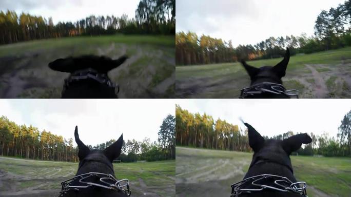 大黑狗带着相机奔跑