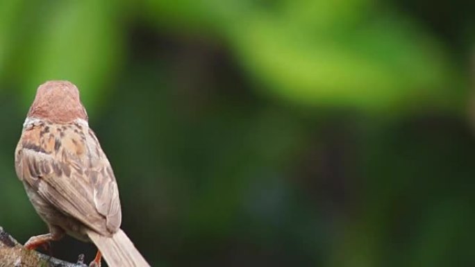 菲律宾玛雅人或欧亚树麻雀或通过人montanus perch on twig