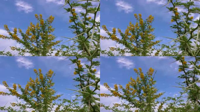 相思 (Acacia Vachellia Karroo) 或甜刺在非洲蓝天背景上的树上种花