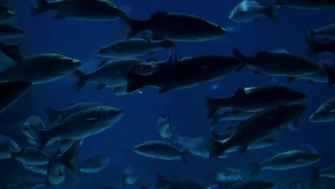在蓝色海洋中游泳的热带鱼的潜水底视图。黑暗的水柱里有很多大鱼。海洋动物。慢动作