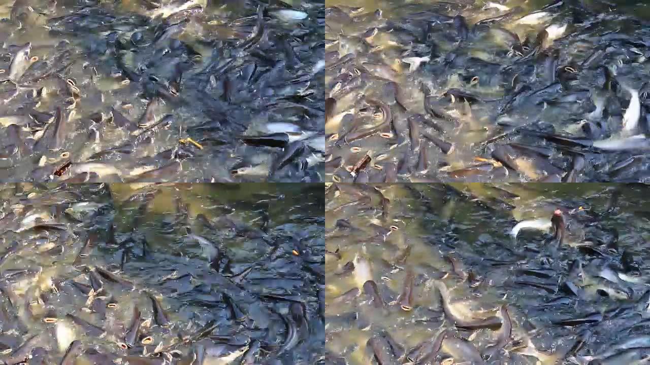 泰国河里有很多鱼