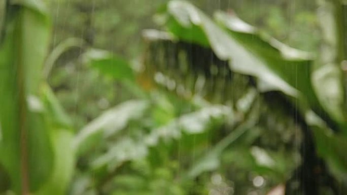 热带雨。潮湿的绿色棕榈树叶子。泰国普吉岛