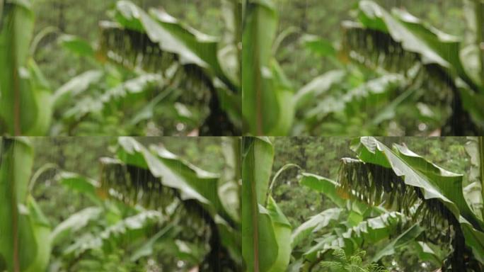 热带雨。潮湿的绿色棕榈树叶子。泰国普吉岛