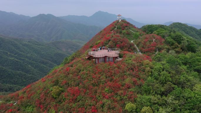 江西萍乡广寒寨杜鹃花风景