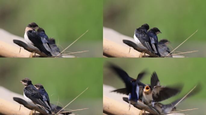 线尾燕快速喂食幼鸟