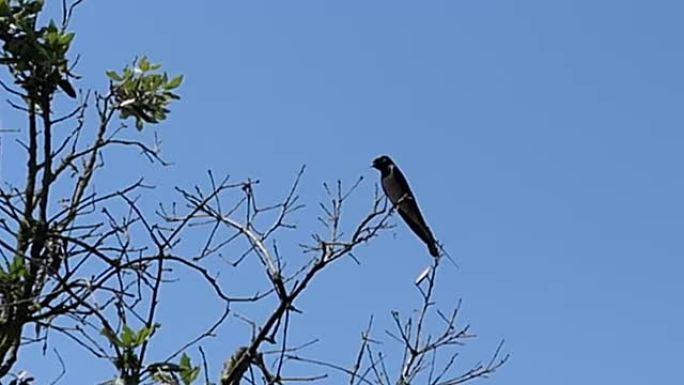 谷仓燕子 (Hirundo rustica) 在阿尔巴尼亚的树枝上休息。