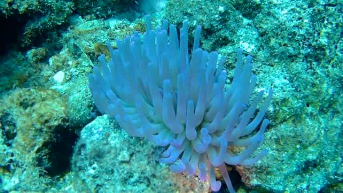 珊瑚生命加勒比海水下1080P视频