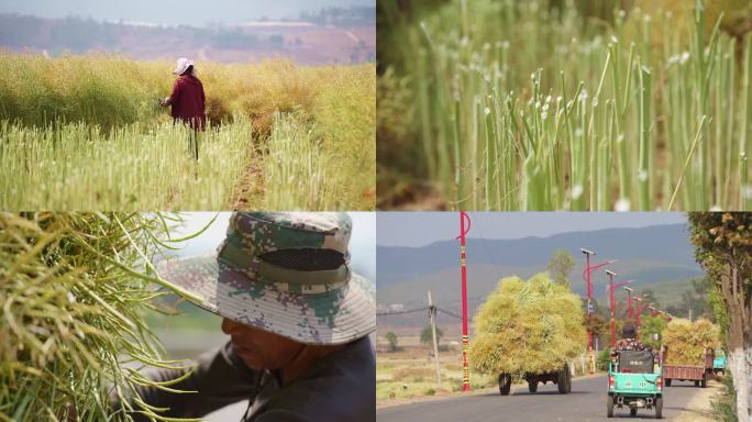 油菜籽成熟人工收割搬运实拍50帧素材