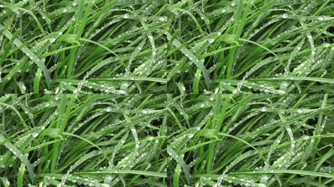 新鲜的绿草，水滴。晨露滴在绿草上。