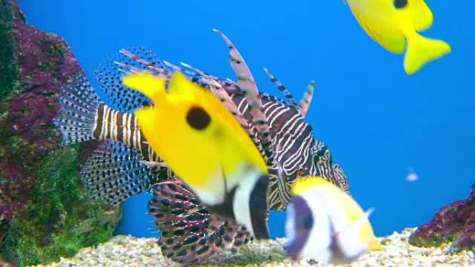 水族馆水箱中的海鱼生活