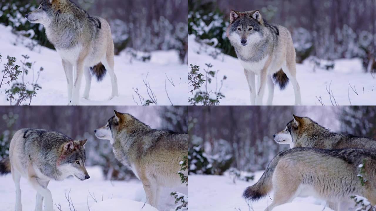 冬季景观中的顺从狼和阿尔法雄性