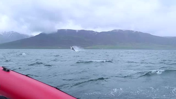 在冰岛Dalvik附近，巨大的座头鲸突然跃出水面